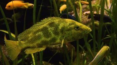 Suyun altında yüzen cichlid balıklarını kapatın.