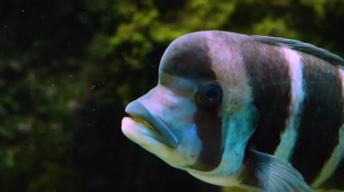 Suyun altında yüzen cichlid balıklarını kapatın.