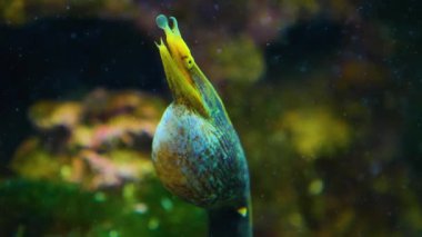 Yılanbalığının başını kapat, ağzı açılıp kapanıyor.