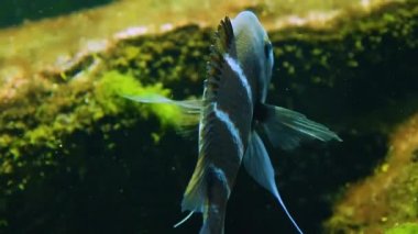 Suyun altında yüzen cichlid balıklarını kapatın.