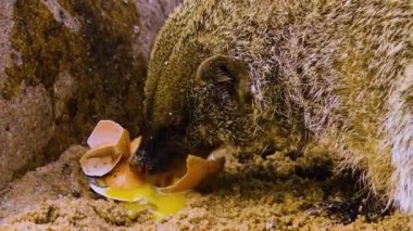 Firavun faresi bir yumurta yiyor.