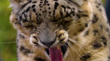 Kar leoparı başını kapat..