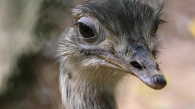 Nandu 'nun kafasının etrafını sarın..