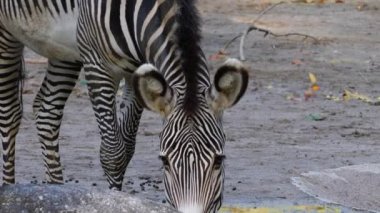 Zebra kafasının etrafı kolaçan etmesini kapat.