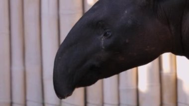 Tapir başını kapat. 