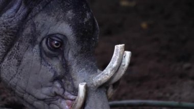 Geyik domuzu kafalı domuza yaklaş.