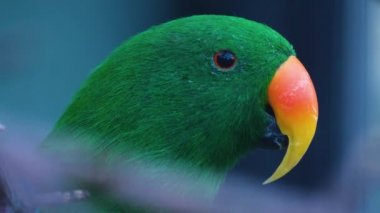 Yeşil papağanların başını kapat, gagasını sonuna kadar aç..