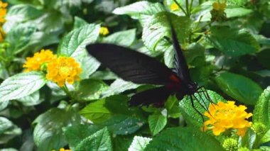 Sarı bir çiçeğin üzerinde ağır çekimde havan kelebeği zum yaparak nektar topluyor..