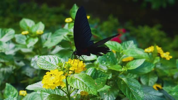 Primer Plano Mariposa Mormón Escarlata Conseguir Néctar Cámara Lenta Macro — Vídeos de Stock