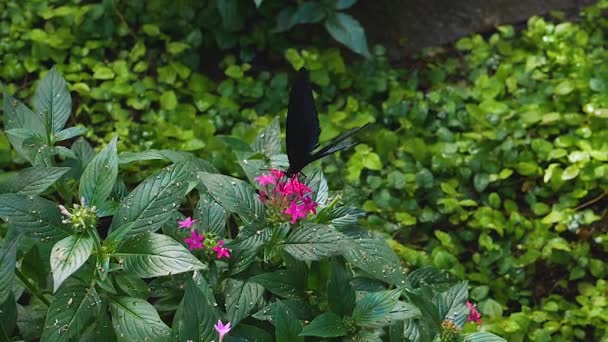 Close Scarlet Mormon Butterfly Getting Nectar Slow Motion Macro — Stock video