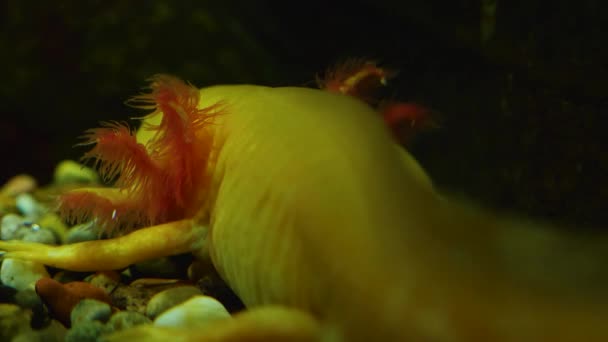 Meksika Semenderi Axolotl Arkadan — Stok video