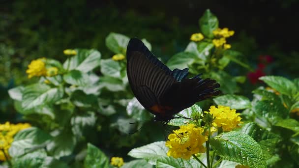 Close Scarlet Mormon Butterfly Getting Nectar Slow Motion Macro — Stock video