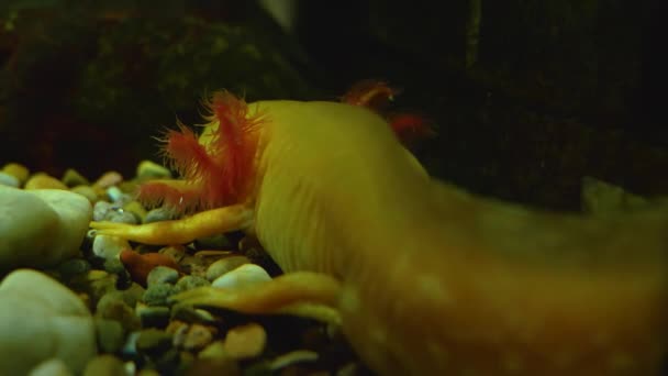 Axolotl Salamander Meksiko Dari Belakang — Stok Video
