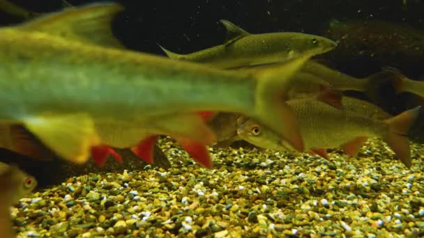 Rudd Barbel Poissons Nageant Autour Autre — Video