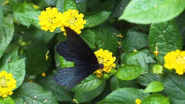 Поширений Мормонський Метелик Повільному Русі Жовтій Квітці Збирає Нектар Збільшенням — стокове відео