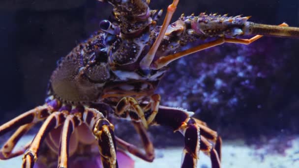 Gros Plan Tête Bouche Des Yeux Homard Reposant Sur Sol — Video