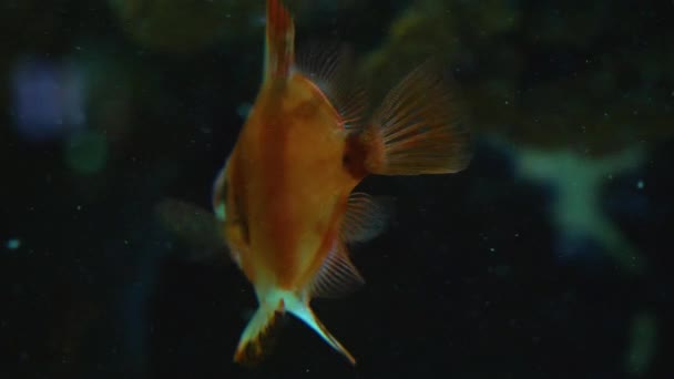 Close Boarfish Swimming Slowly Underwater — Stock Video