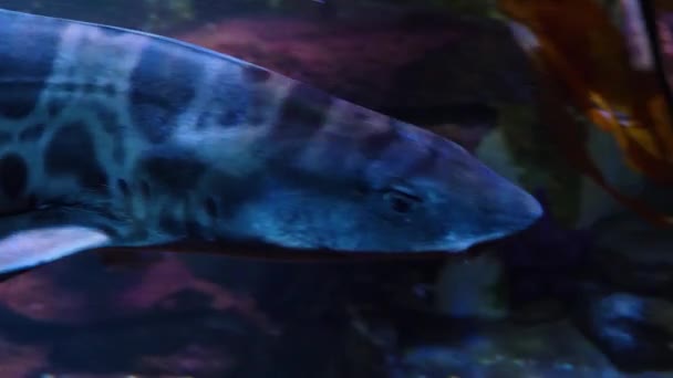 Leopard Shark Close Nadando Pelas Trilhas Câmera — Vídeo de Stock