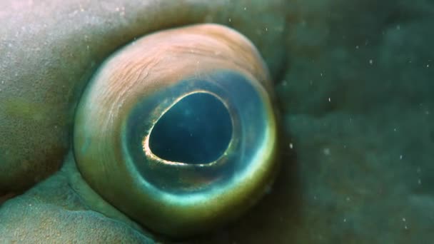 Occhio Pesce Cernia Vicino Guardando Intorno — Video Stock
