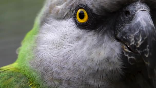 Loro Cuello Castaño Primer Plano Cabeza Ojo — Vídeos de Stock