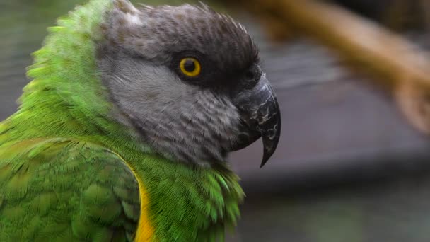 Bruine Papegaai Close Van Hoofd Oog — Stockvideo