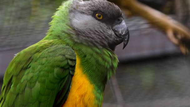 Papagaio Pescoço Castanho Perto Cabeça Olho — Vídeo de Stock