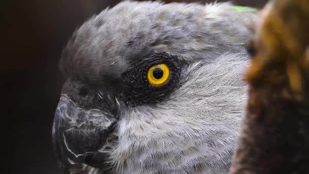 머리와 가까이에 앵무새 — 비디오