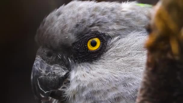 Braunhalspapagei Nahaufnahme Von Kopf Und Auge — Stockvideo