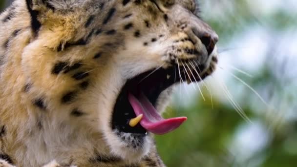 Крупним Планом Сніговий Леопард Голова — стокове відео