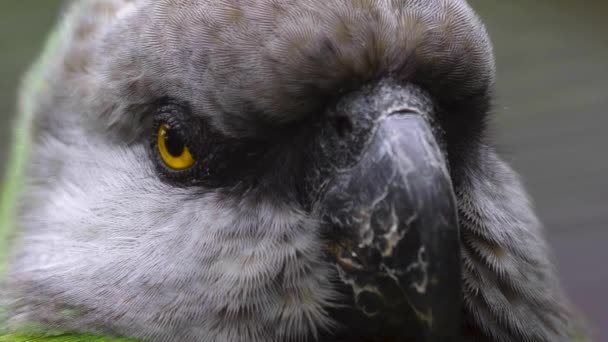 Красношейный Попугай Вблизи Головы Глаз — стоковое видео