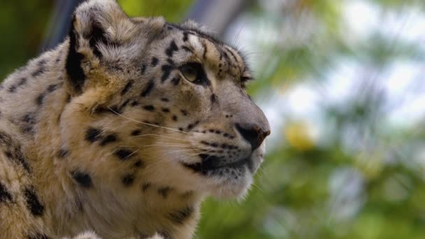 Primer Plano Cabeza Leopardo Nieve — Vídeo de stock