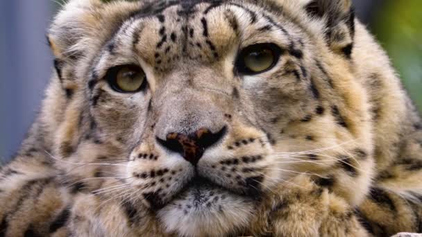 Fechar Cabeça Leopardo Neve — Vídeo de Stock
