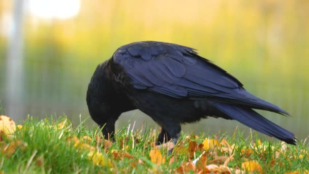 Close Raven Crow Looking Searching — Stock Video