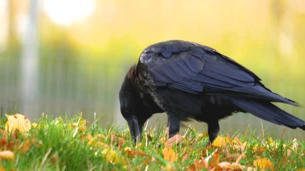 Gros Plan Corbeau Corbeau Regarder Chercher Autour — Video