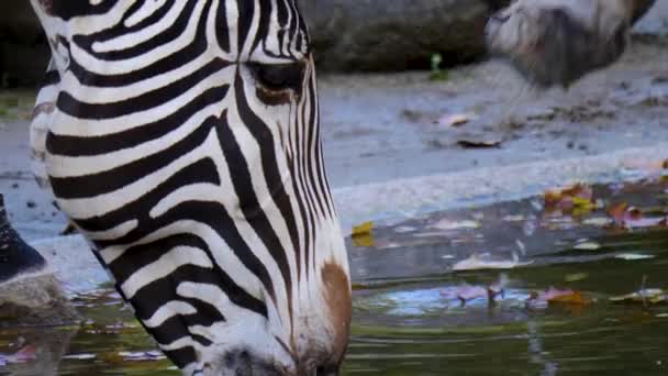 Nahaufnahme Eines Zebrakopfes Der Herumschnüffelt — Stockvideo