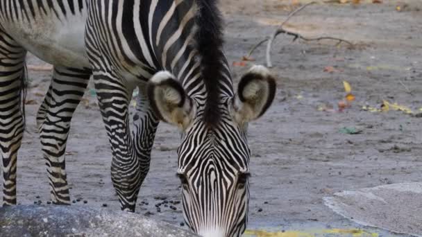 Gros Plan Tête Zèbre Reniflant Autour — Video