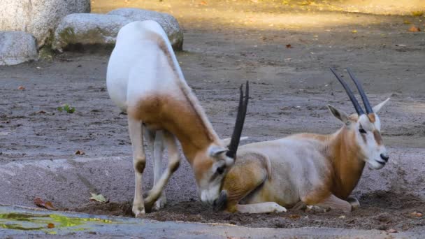 Deux Antilopes Oryx Reposant Sur Sol — Video