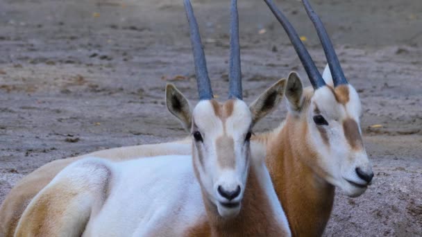 Zwei Oryx Antilopen Ruhen Auf Dem Boden — Stockvideo