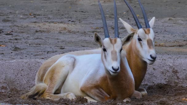 Deux Antilopes Oryx Reposant Sur Sol — Video