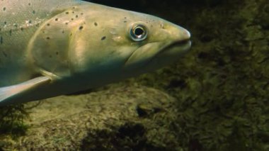 Alabalık ve somon balıklarını kapayın.