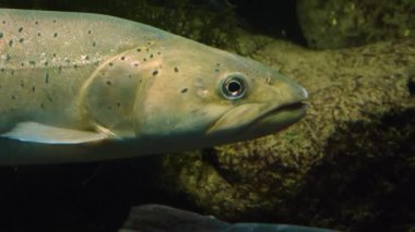 Alabalık ve somon balıklarını kapayın.