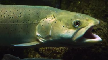 Alabalık ve somon balıklarını kapayın.