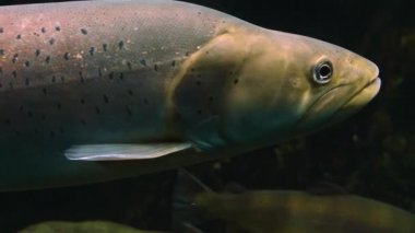 Alabalık ve somon balıklarını kapayın.