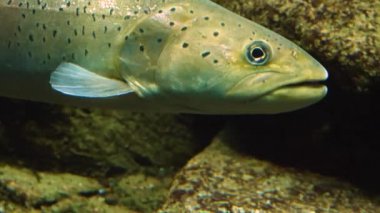 Alabalık ve somon balıklarını kapayın.