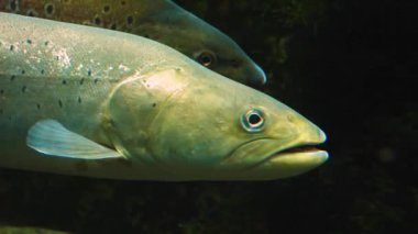 Alabalık ve somon balıklarını kapayın.