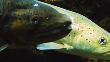 Alabalık ve somon balıklarını kapayın.