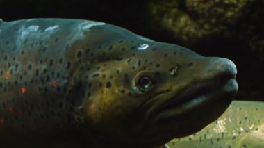 Suyun altında yüzen somon balıklarının kafalarını kapatın..