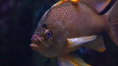 Kameraya dönmektense yüzen cichlid balıklarına yaklaş..