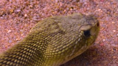 Çıngıraklı yılanın başını çöl kumuna yakın tut.,