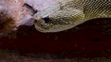 Çıngıraklı yılanın başını çöl kumuna yakın tut.,